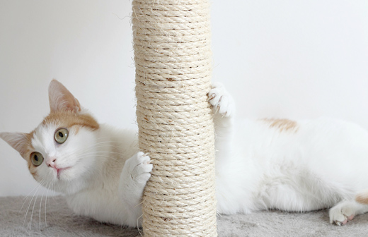 Comment nettoyer un arbre à chat ? Nos astuces pour nettoyer arbre à chat Comment nettoyer un arbre à chat ? Nos astuces pour nettoyer arbre à chat